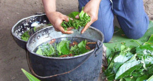 Ayahuasca-Wirkungen-Vorteile-Nebenwirkungen