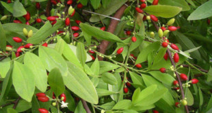 Coca-Pflanze-(Erythroxylum-Coca)-Vorteile-Wirkungen-Nebenwirkungen