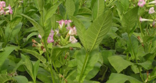 Nikotin-Nicotiana-tabacum-vorteile-nachteile-wirkungen