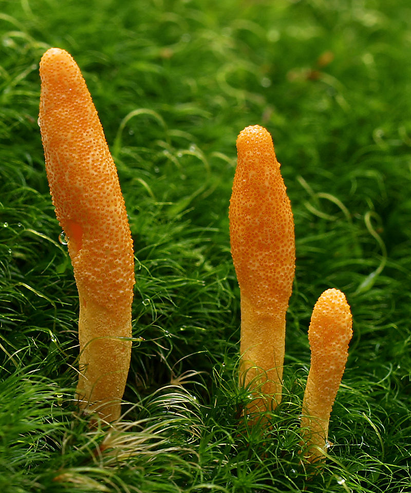Cordyceps_militaris-Wirkung-Vorteile-nebenwirkung.jpg