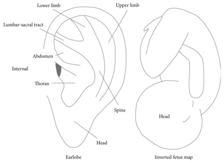 Ohr-Akupunktur Wirkung