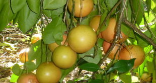 Grapefruit Baum-Frucht-Wirkung-Dosis-Vorteile