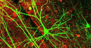 Neurogenese-fördern-anregen-Vorteile-Nutzen-Wirkung