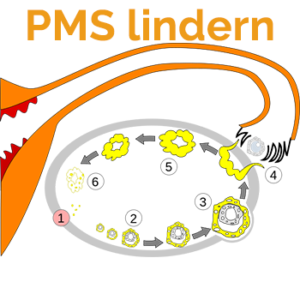Prämenstruelles Syndrom PMS lindern-wie-was