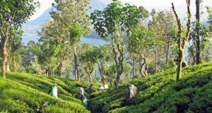 Ceylon Tee Plantage-Vorteile-Wirkungen-Dosis