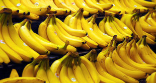 Banane-Wirkung-Vorteile-dosis-kaufen