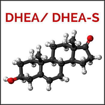 Dhea Dhea S Wirkungen Vorteile Anti Aging Dosis Nebenwirkungen Natural Doping