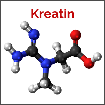 Kreatin: Vorteile, Studien, Dosierungen & Nebenwirkungen - Natural Doping