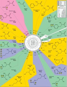 MAP (Master Amino Acid Pattern) - Wirkung-Studien-Vorteile-Zielgruppe